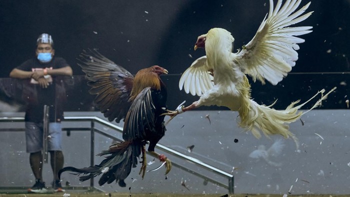 Sejarah Sabung Ayam dalam Berbagai Budaya di Dunia